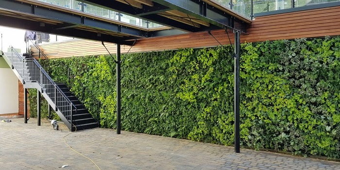 An Image Representing The Biophilic Design - Green Wall